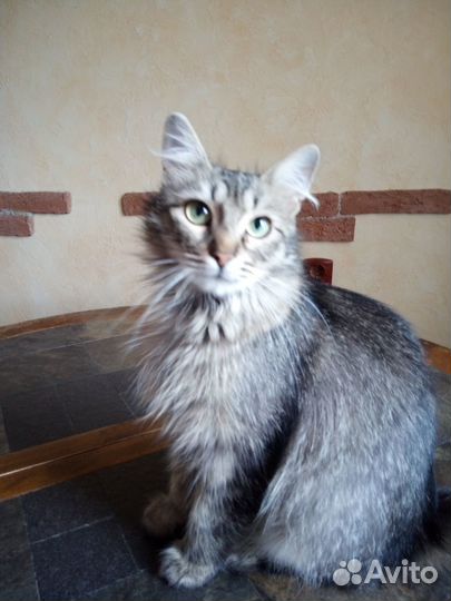 Отдам в добрые руки