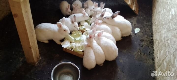 Кролики новозеландские белые