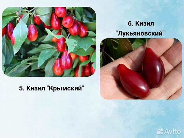 Саженцы кизила, Кизил