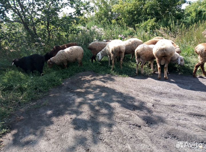 Овцы,бараны, ярки