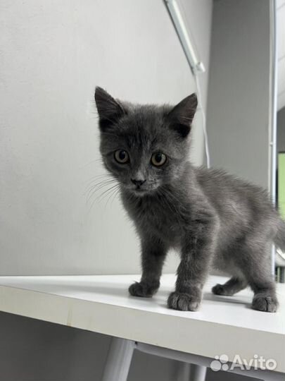 Котёнок 2,5 месяца