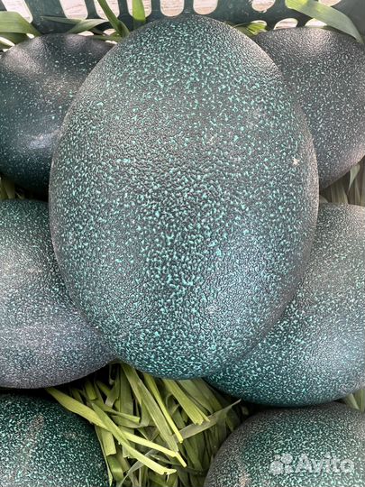 Яйца страуса Эму