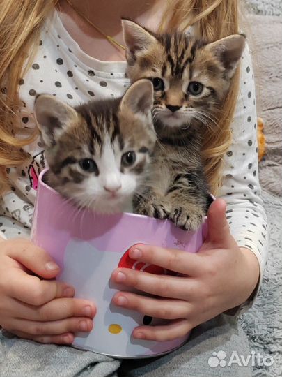 Котята, помесь мейн-кун в добрые руки