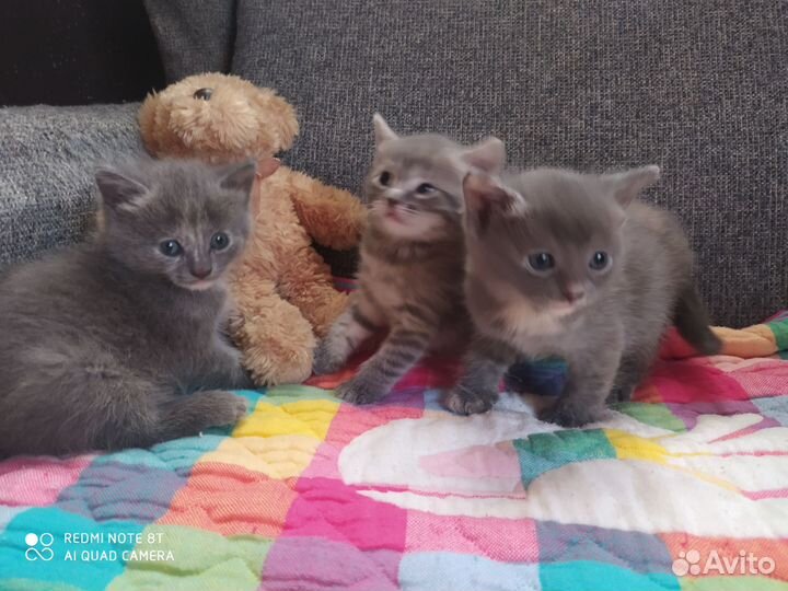 Кошки в добрые руки