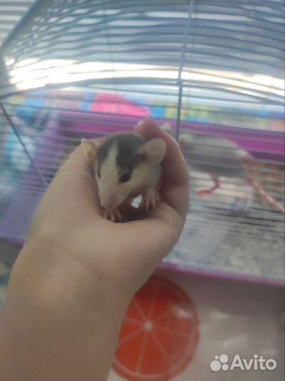 Крыса дамбо