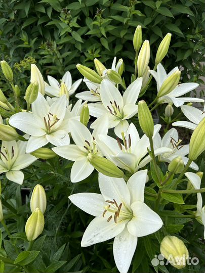 Лилия цвет слоновой кости.луковицы