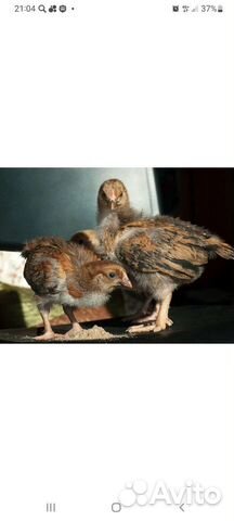 Курочки молодки