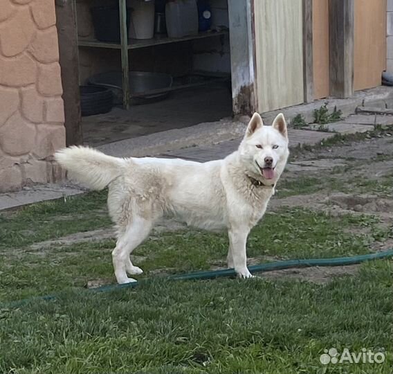 Сибирский хаски