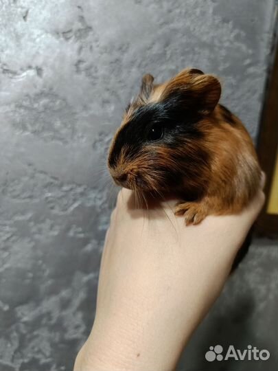 Морская свинка