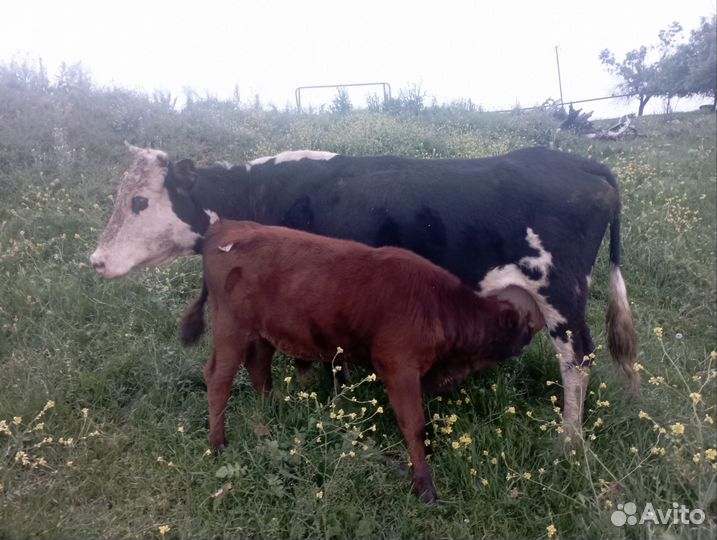 Корова с теленком