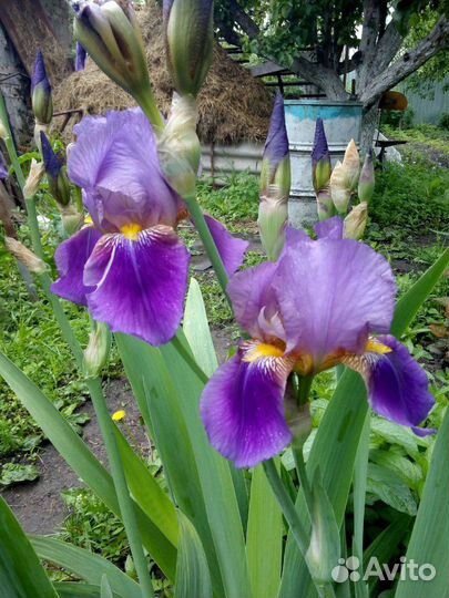 Пион, сентябринки, Жасмин, ирисы и др