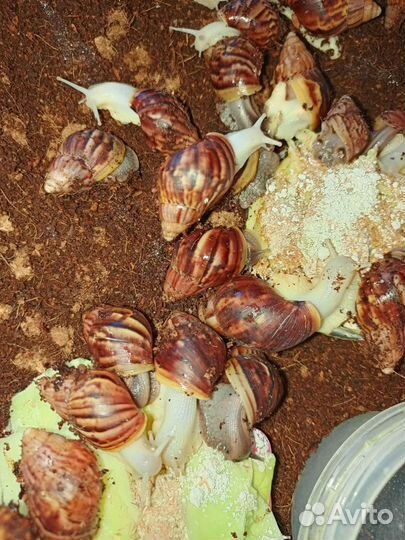 Улитки ахатины