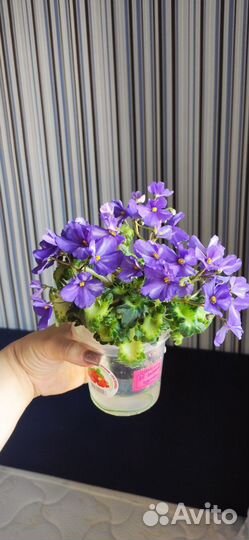 Фиалка мини детки (часть 2)