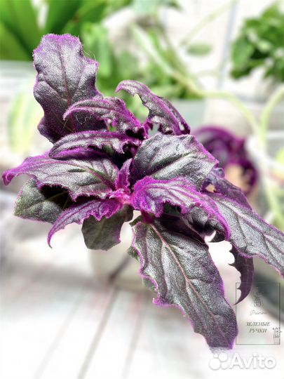 Гинура, неприхотливые, домашние растения