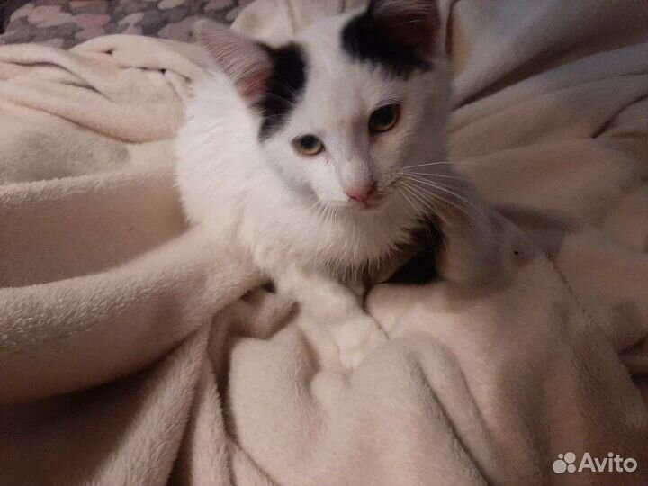 Это Эмили,ее выбросили хозяева,ищу добрых хозяев