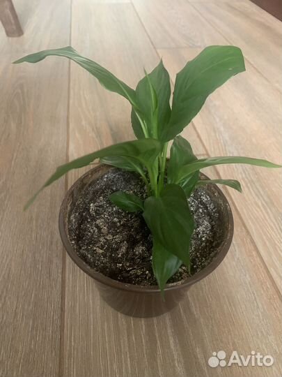 Спатифиллум