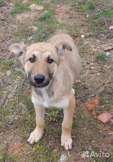 Щенок, хороший