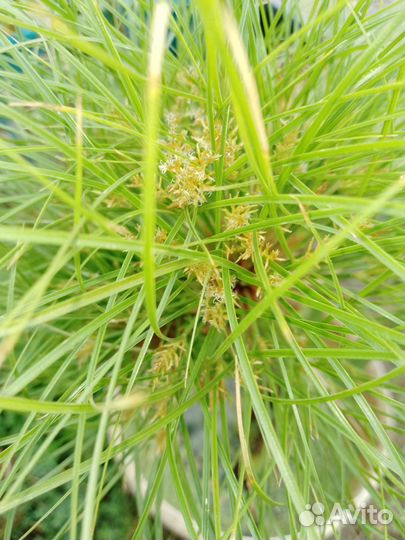 Водяные растения для водоемов