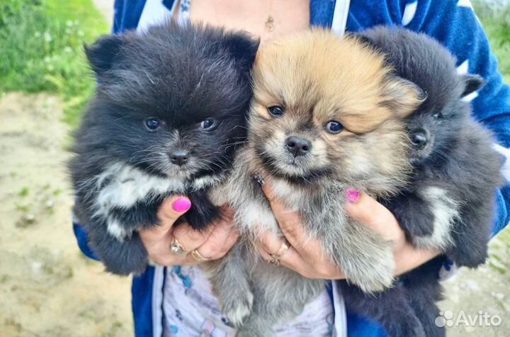 Вязка. Немецкий шпиц