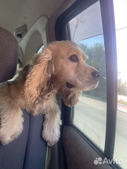 Домашние животные собаки