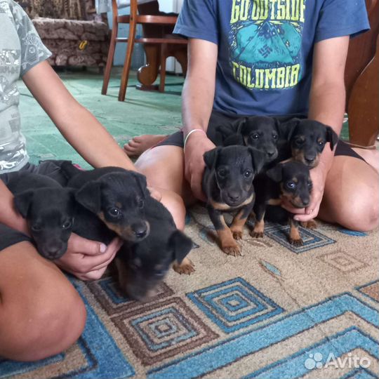 Щенки ягдтерьера