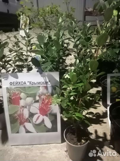 Фейхоа саженцы