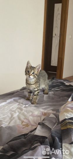 Котики бесплатно