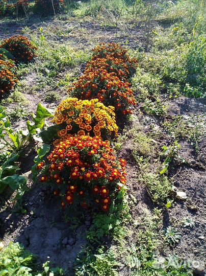 Бархотки кустовые