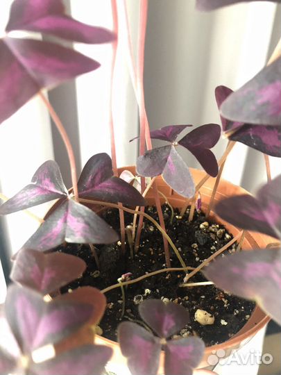 Кислица оксалис комнатное растение