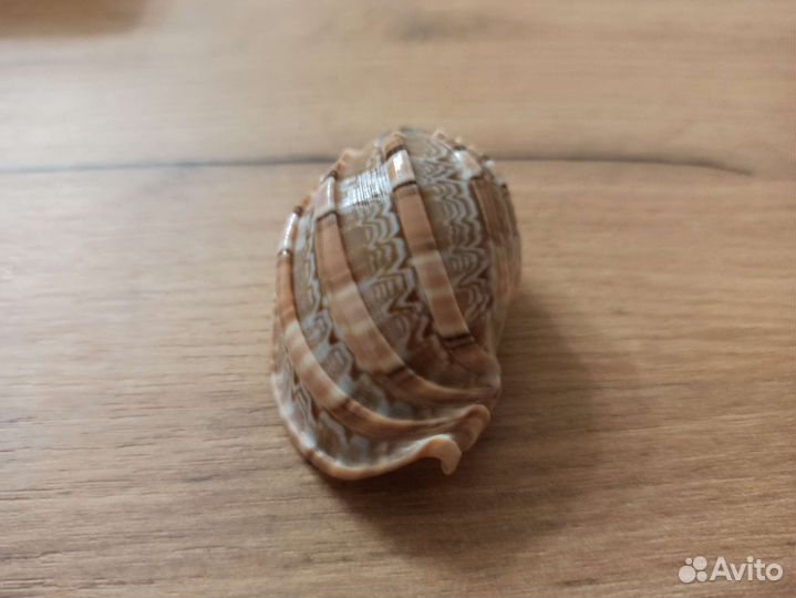 Морская раковина