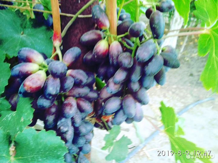 Продаю саженцы винограда