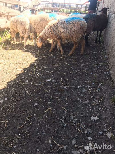 Барашки, овцы