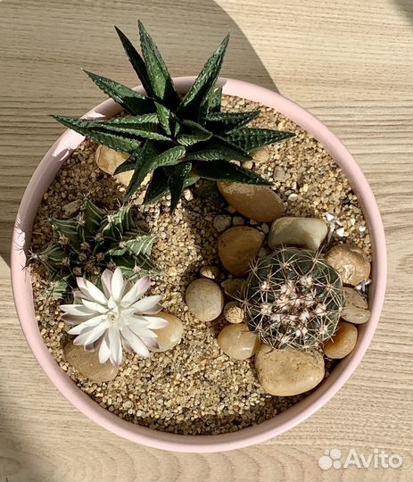 Композиция в розовом горшке, с цветущим кактусом