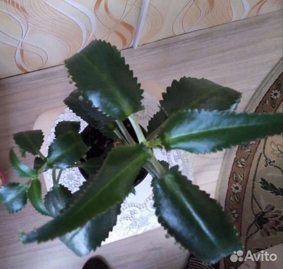 Каланхоэ Лечебный