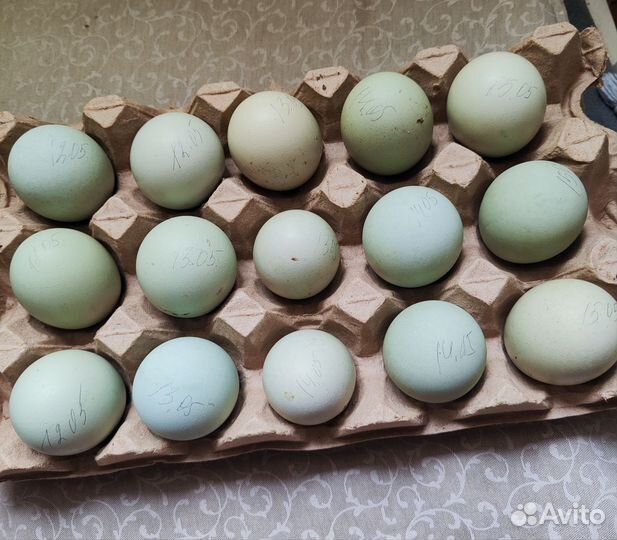 Инкубационное яйцо