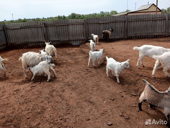 Продаю козлят 2х месячных