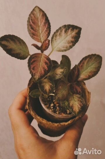 Комнатный цветок эписция тм-Майский Полдень