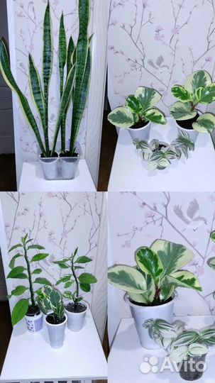 Спатифиллум