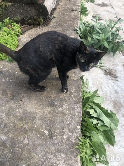 Котенок