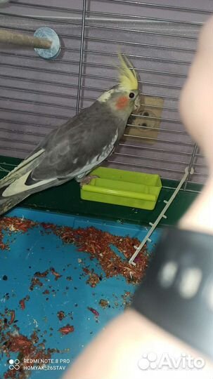 Попугай корелла