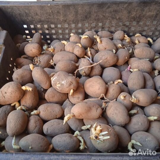 Семенной картофель