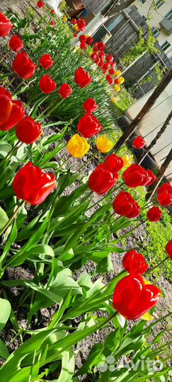 Тюльпаны бронь обмен