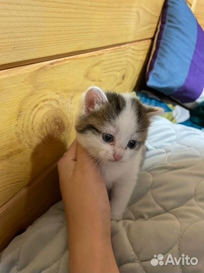 Котенок