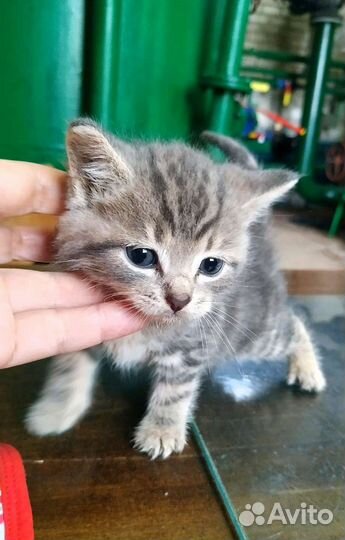 Котятки на ладошке