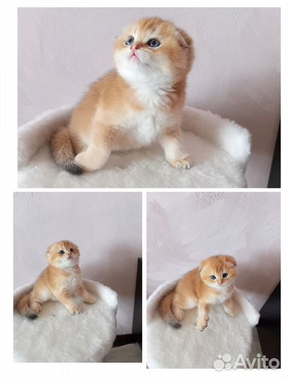 Скоттиш фолд