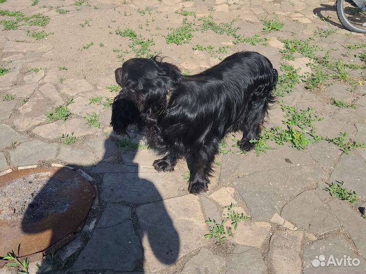 Русский спаниель