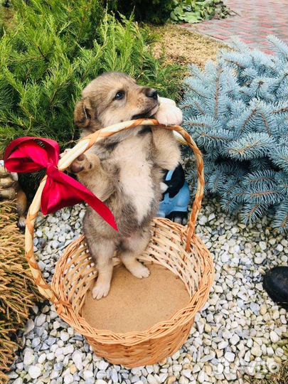 Малыши в добрые руки