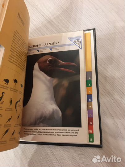 Альбом с карточками «В мире дикой природы»