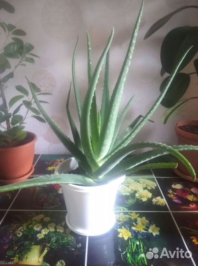 Комнатные растения