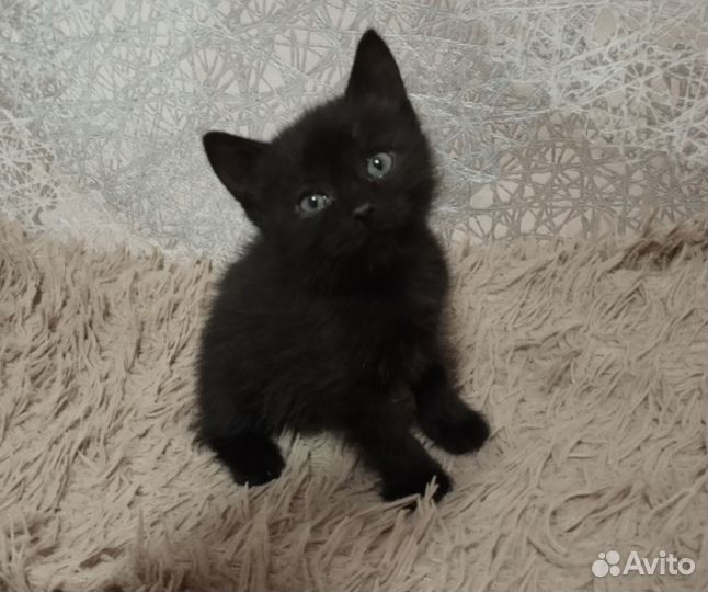 Два котика от шотландской вислоухой кошки